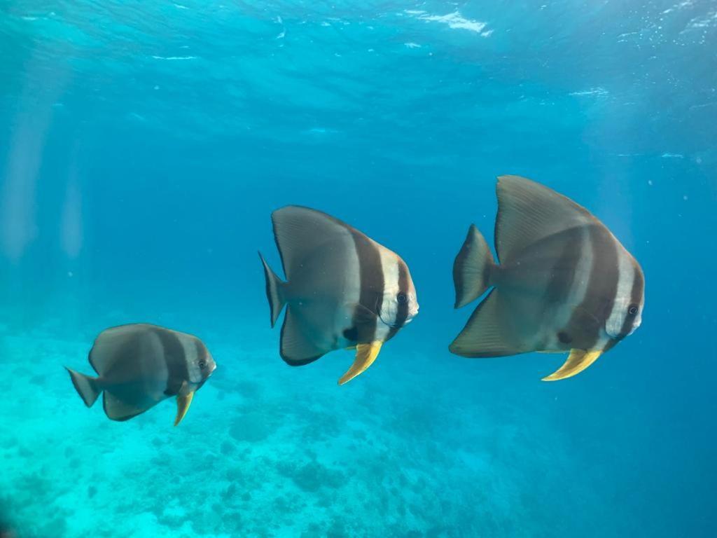 Beach Star Maldives Hangnaameedhoo Екстериор снимка